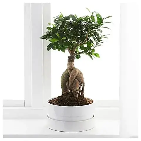 ζωντανό δέντρο bonsai σε κεραμική βάση αθήνα δώρο zen garden αποστολή φυτά