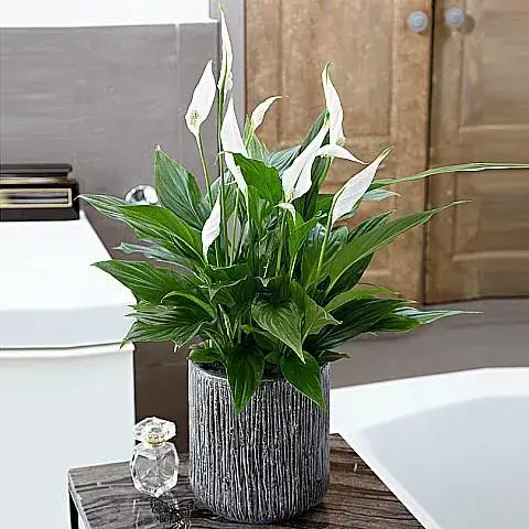 ανθεκτικό σπαθίφυλλο για καθαρή ατμόσφαιρα αθήνα φυτά εσωτερικού χώρου δώρο