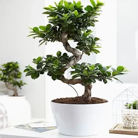 μεγάλο μπονσάι σπιράλ δώρο για γυναίκα άνδρα αθήνα online ανθοπωλείο Sparkle & Joy