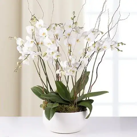 Μια μεγαλοπρεπής λευκή ορχιδέα Phalaenopsis με δύο κλώνους σε πολυτελές κεραμικό κασπώ, διακοσμημένη με φυσικά υλικά.