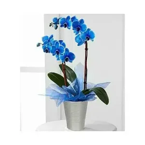 σπάνια μπλε ορχιδέα phalaenopsis σε πολυτελές κασπώ premium δώρο για άντρα αθήνα δώρο με στυλ online ανθοπωλείο αυθημερόν αποστολή