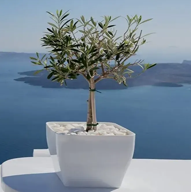 παραδοσιακή ελιά bonsai σε κεραμικό κασπώ δώρο γενεθλίων για την κολλητή φίλη αθήνα σύμβολο φιλίας online ανθοπωλείο αυθημερόν αποστολή