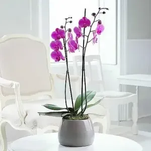 εντυπωσιακή φούξια ορχιδέα phalaenopsis premium ποιότητας δώρο γενεθλίων για την καλύτερη φίλη αθήνα best friend flowers online ανθοπωλείο αυθημερόν αποστολή