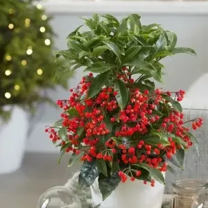 Πολυτελές εορταστικό δώρο με premium floral δημιουργίες και γιορτινά αξεσουάρ, έτοιμο για παράδοση, ιδανική επιλογή για γιορτινές εκπλήξεις με εξασφαλισμένη αυθημερόν παράδοση στην πόρτα του παραλήπτη στην Αθήνα